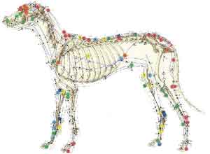 Acupuntura Veterinária em Belford Roxo