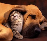 Hotéis para Cães e Gatos em Belford Roxo
